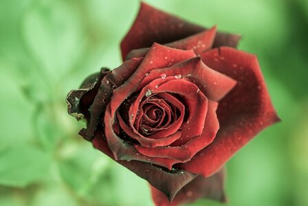 Dark close up rose bloom