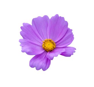 Flower Purple On White