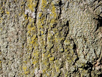 Lichen bark rough photo