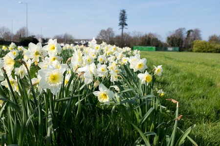 White Flowers in Spring photo