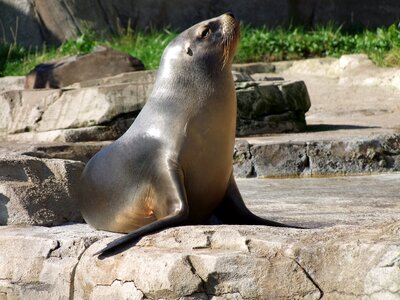 Otariidae family of eared seal mammal predator photo