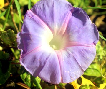 Bloom flora flower
