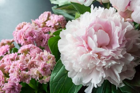 Bloom plant nature