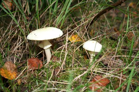 Forest cep chestnut