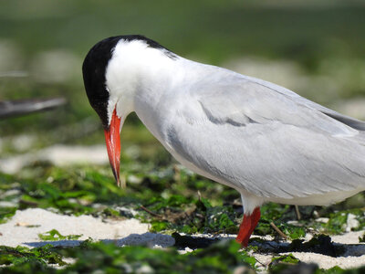 Common tern-1