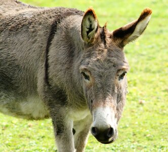 Ears eyes beast of burden photo