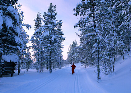 male person cross-country skiing in beautiful nordic winter lands photo