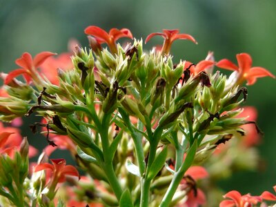 Red plant kalanchoe blossfeldiana photo