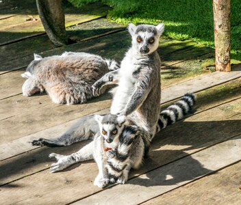 Mammal cute fur