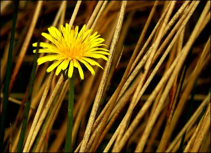 Plant meadow yellow photo