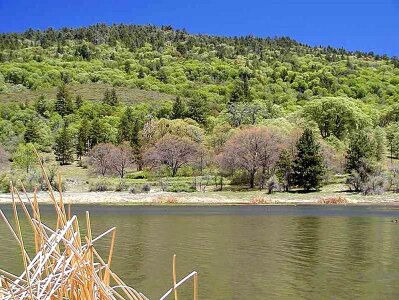 Hill lakes trees