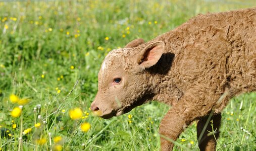 Cattle animal meadow