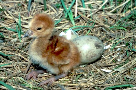 Chick crane egg photo