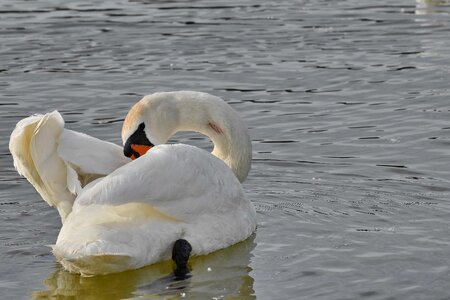 Swan swimming waterfowl