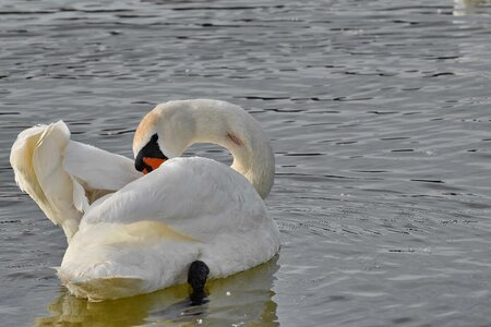 Swan swimming waterfowl photo