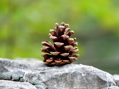 Strobilus conifer cones seeds photo