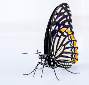 Butterfly insect Free photos