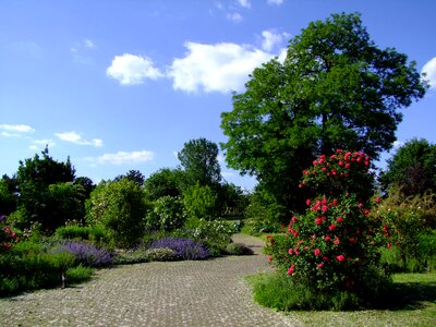 Spring rosenbaum trees