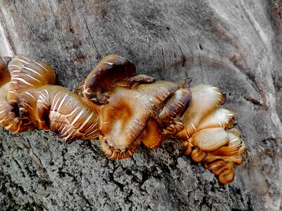 Mushrooms nature wood