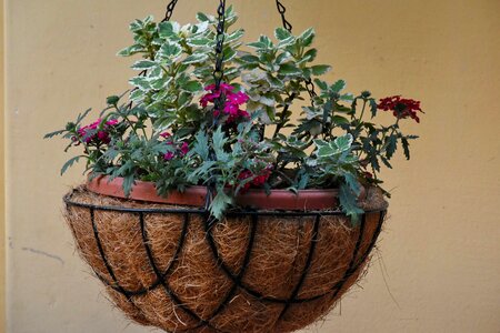 Decoration flowerpot still life