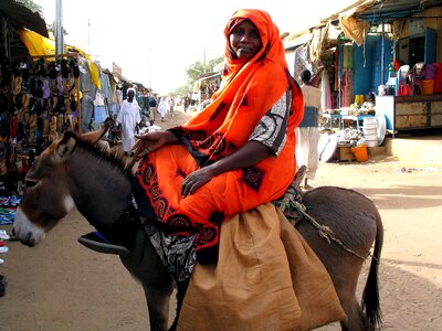 Donkey female market