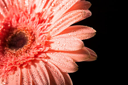 water drops on flower petals photo