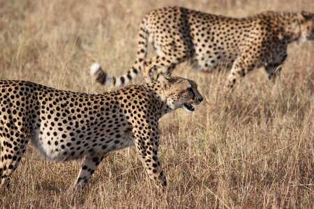 Nature wildlife animals