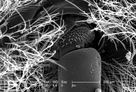 Bee carpenter magnification