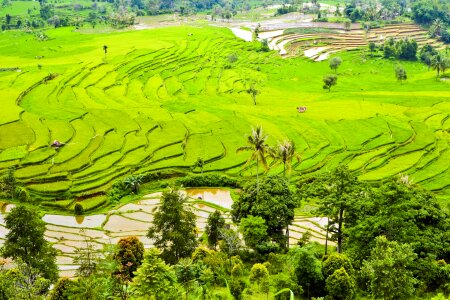 Green indonesia green rice photo