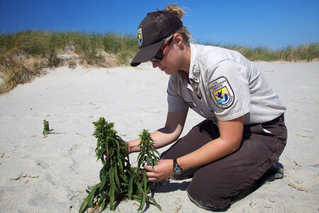 Planting Seaside Goldenrod  at Monomoy NWR