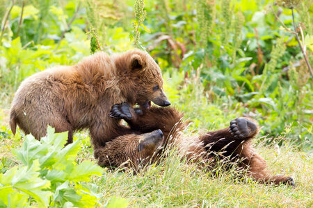 Kodiak brown bear cubs playing-1