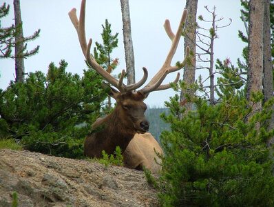 Elk near the road - Cervus canadensis in Yellowstone National Park, Wyoming photo