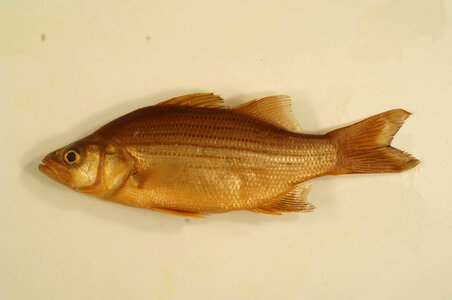 Morone chrysops-1
