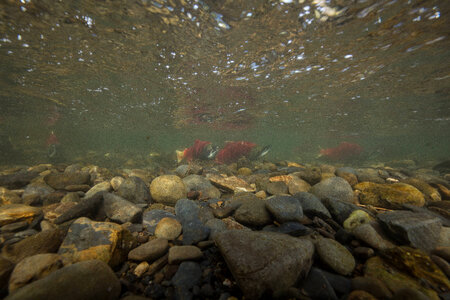 Sockeye Salmon-1 photo