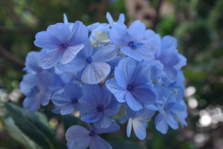 Blue flower gardening