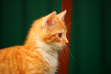 Red cat young cat cat baby photo