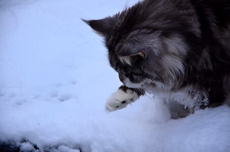 Snow cold feline