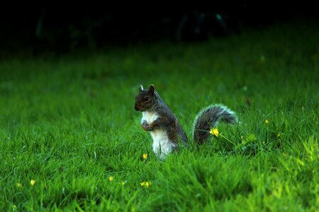 Animal fox squirrel grass