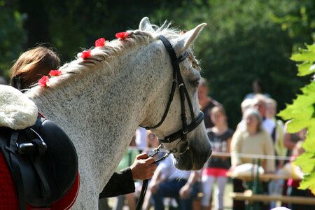Equestrian animals mane photo
