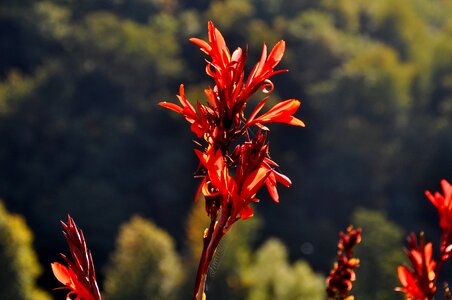 Ginger like zingiberales exotic