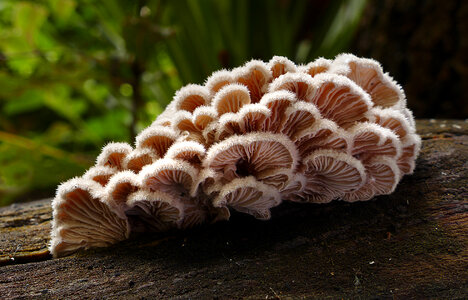 Schizophyllum commune photo