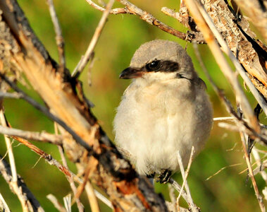 Juvenille loggerhead shrike was perched near refuge headquarters on Seedskadee NWR photo