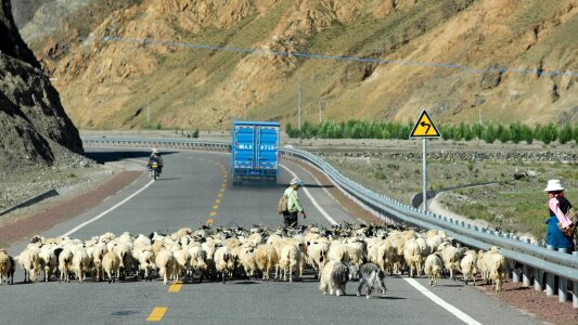 Goats road country life photo