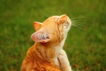 Adorable animal cat