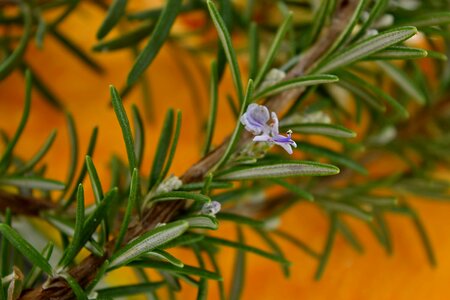 Fragrance rosemary wildflower photo