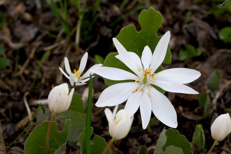 Blossom Sanguinaria papaveraceae white