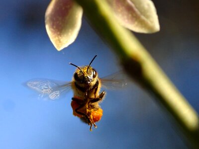 Float flying insect