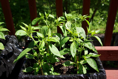 Pepper plants in pots photo