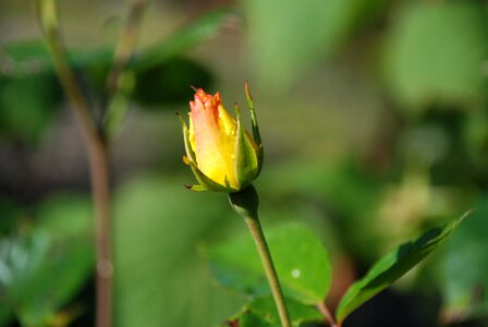 Anemones leaf nature