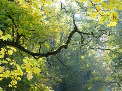 Bemoost gnarled autumn photo